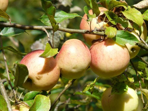 Down to Earth fruit Tree Sale