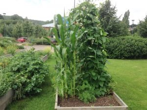 Vale allotments Dursley 2017